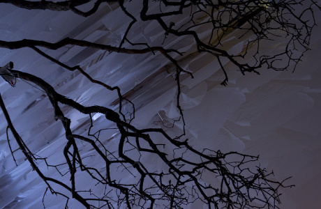 Tree haning from the ceiling - part of the exhibition and installation 