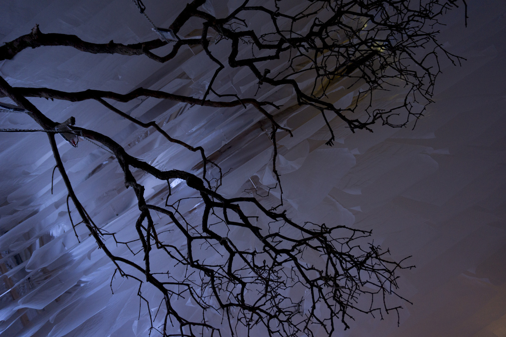 Tree haning from the ceiling - part of the exhibition and installation 