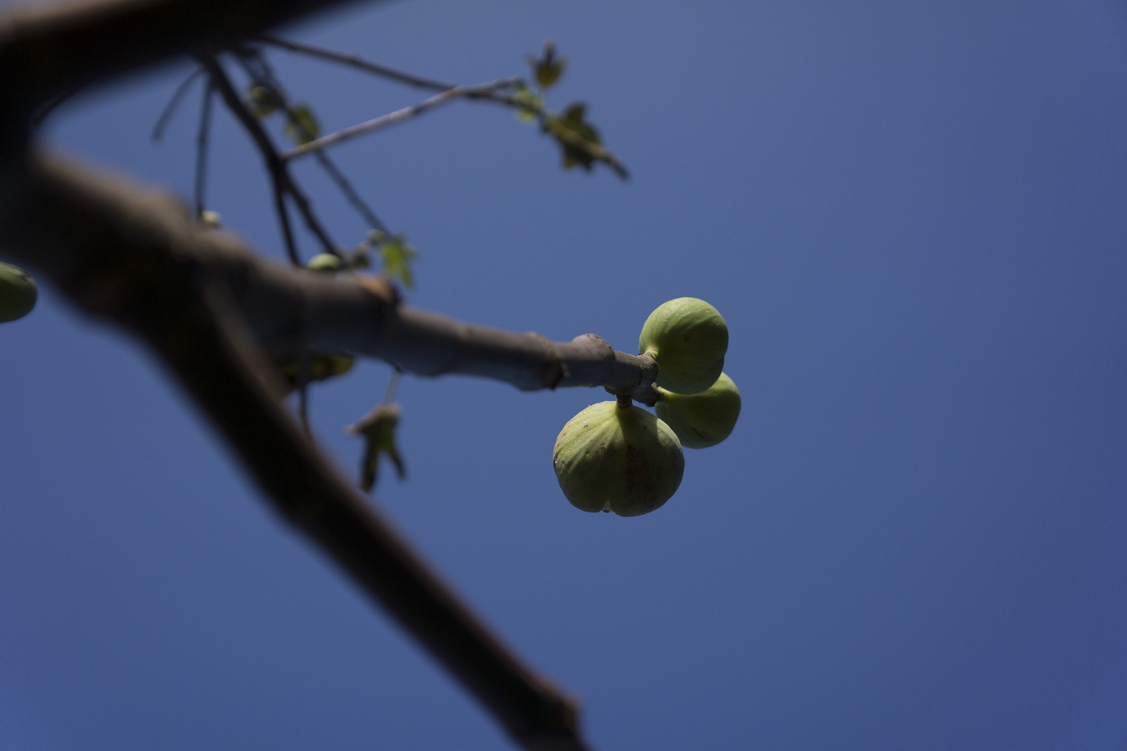 ripe figs on a tree read to be cropped