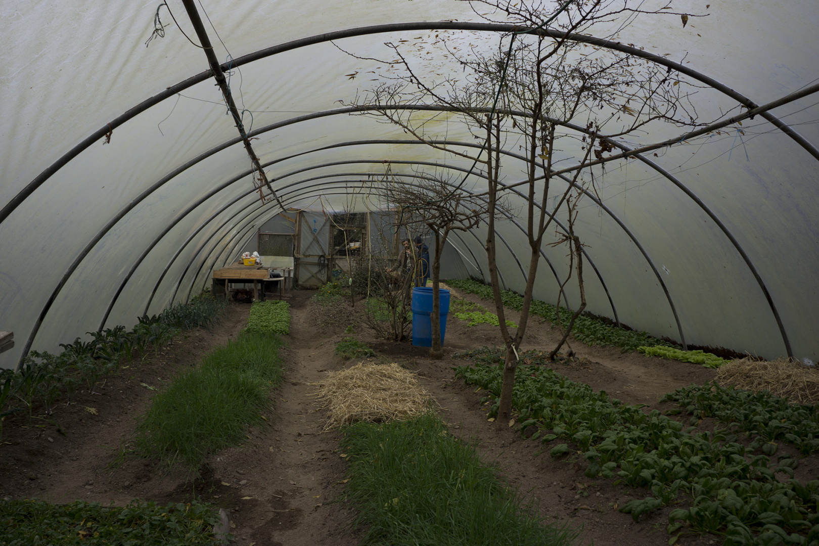 A poly tunnel at the ecovillage The Hollies