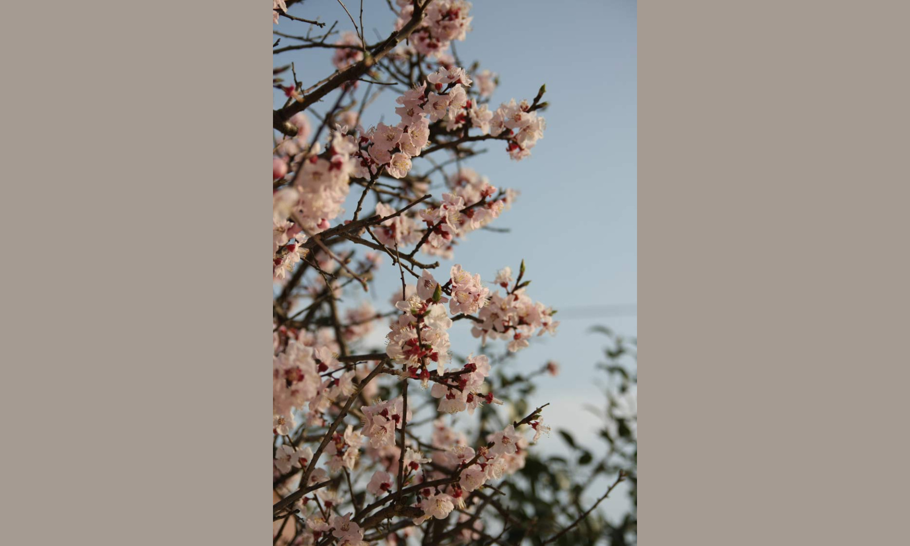 sakura - photographie by Dominik Jais