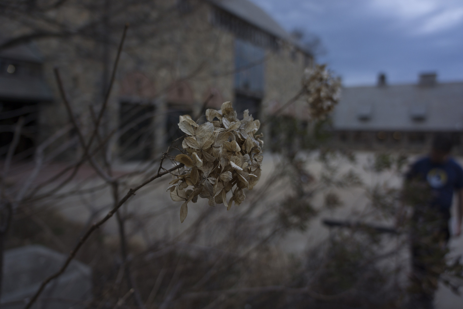 A closer lock at flowers at Stone Barns, New York, USA