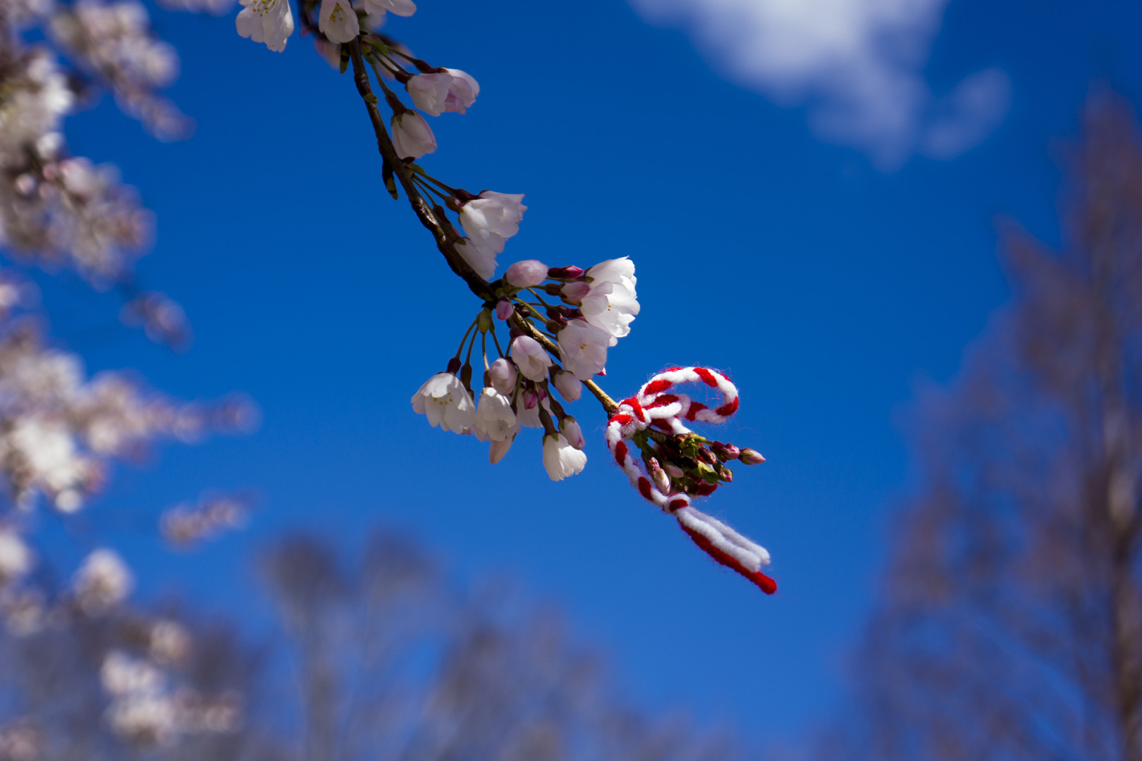 A wish tied onto a branch of a tree in Washington DC