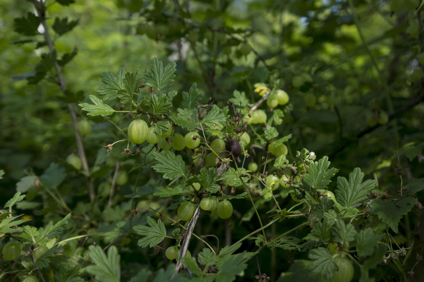 Gooseberries