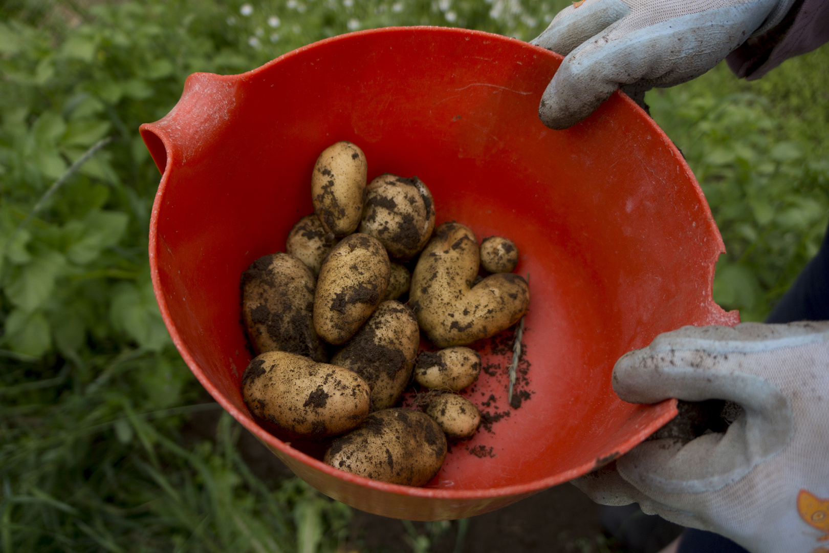 First potatoes - even hard shaped