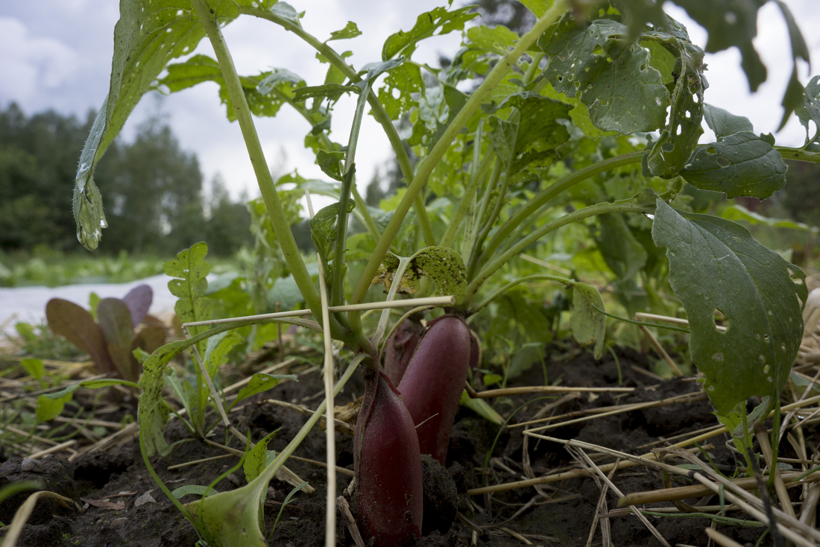 Red Radish