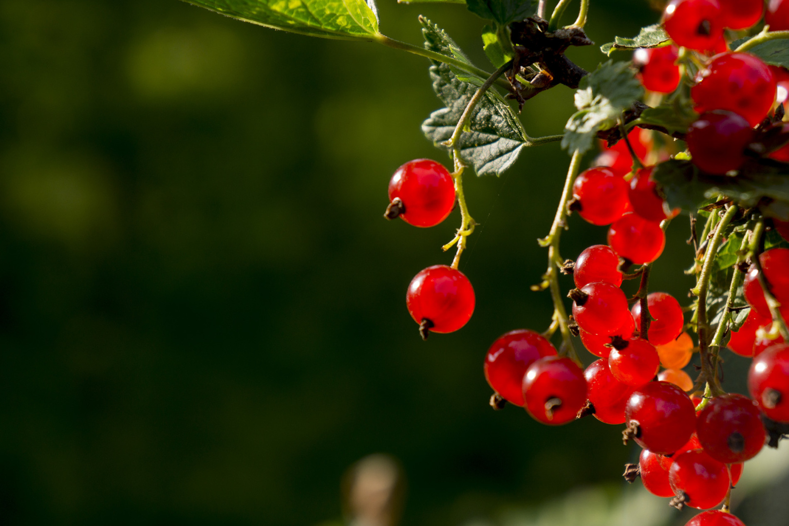 Red currents hanging on a bush, close-up