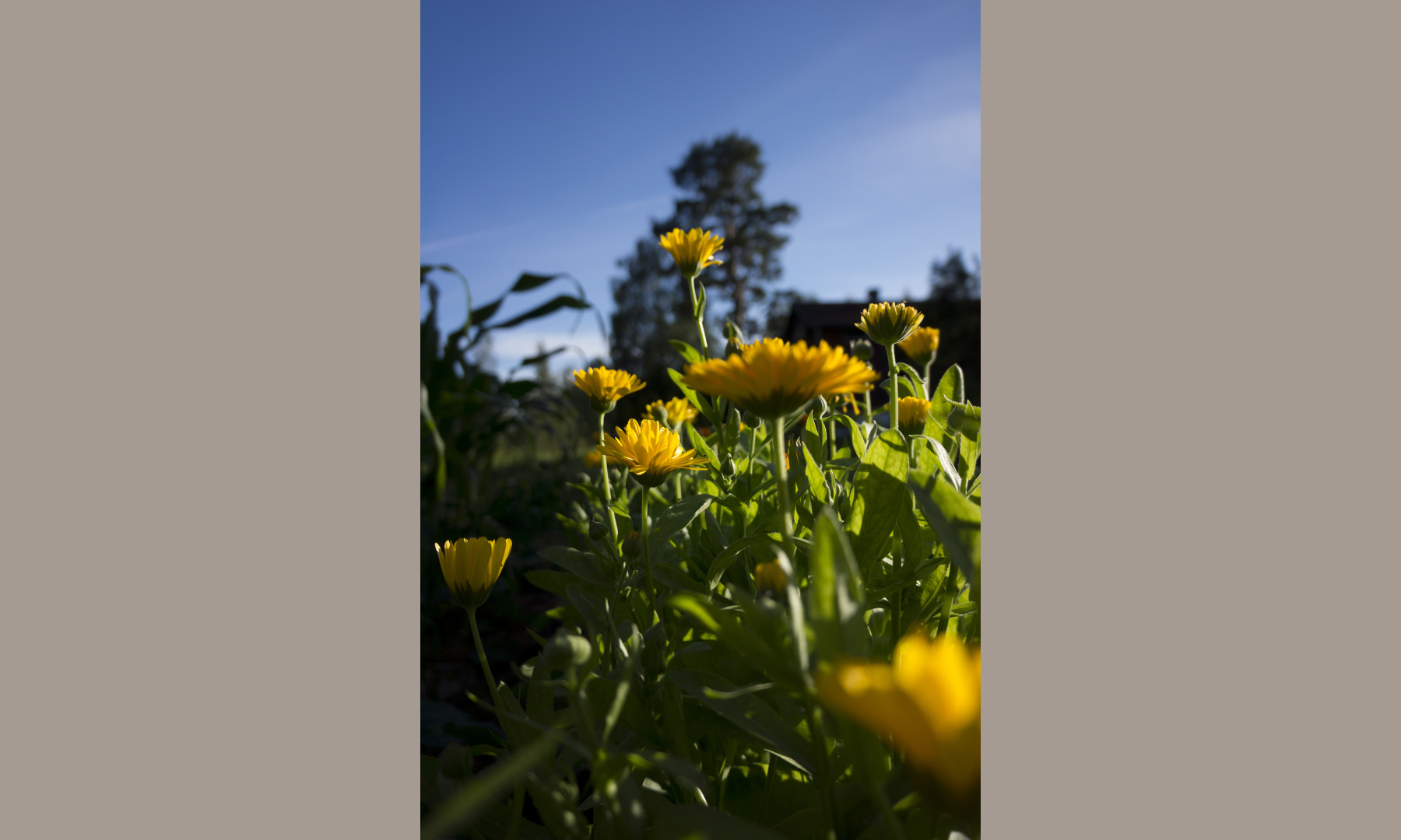 Yellow Flowers