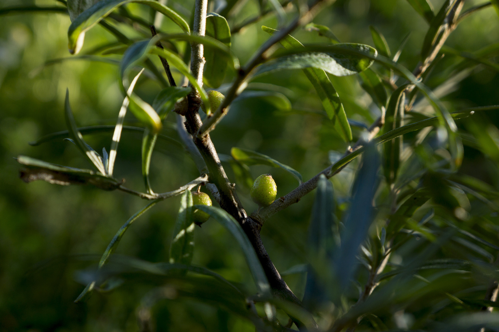 Sea Buckthorns