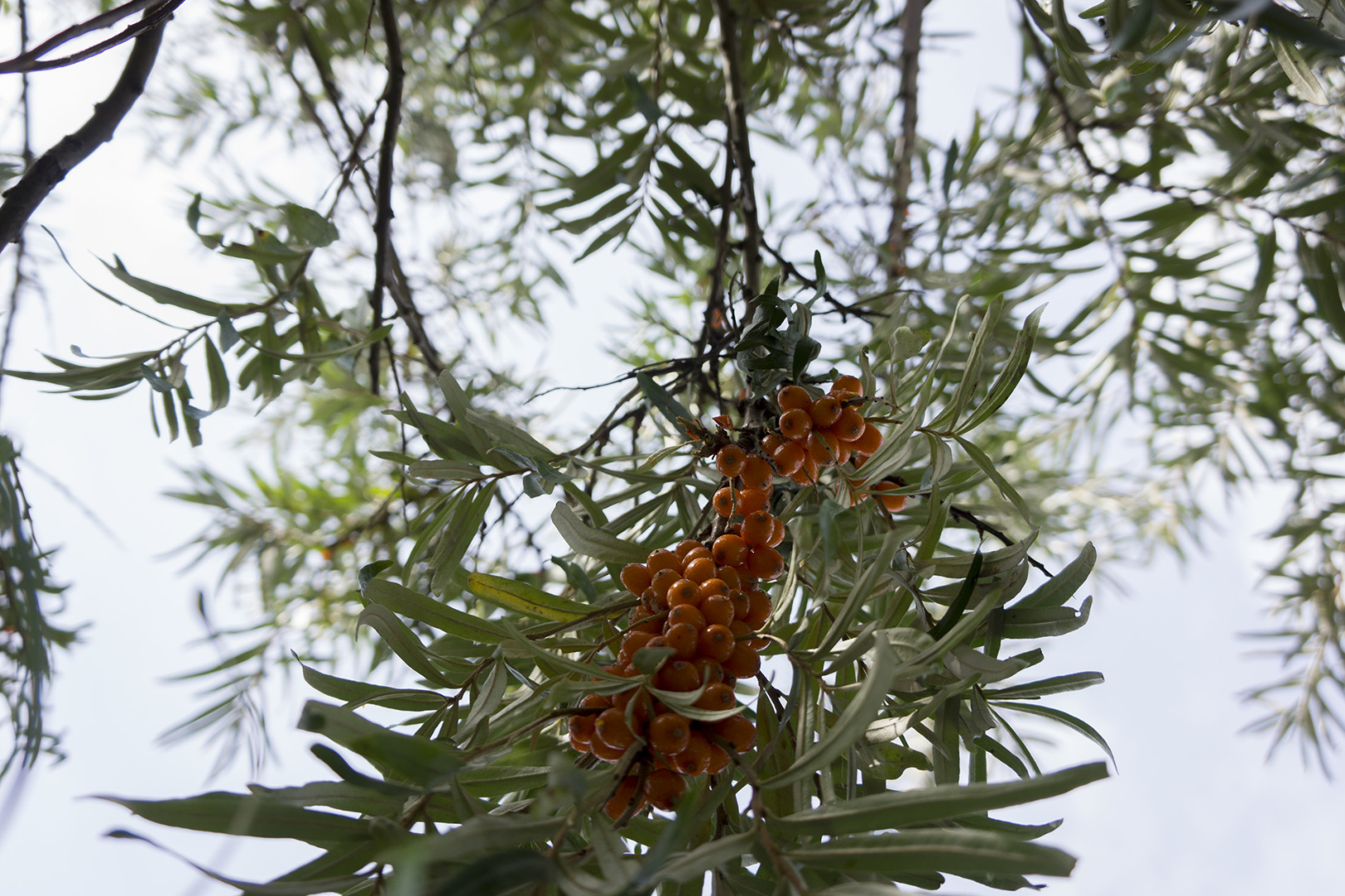 Sea Buckthorns