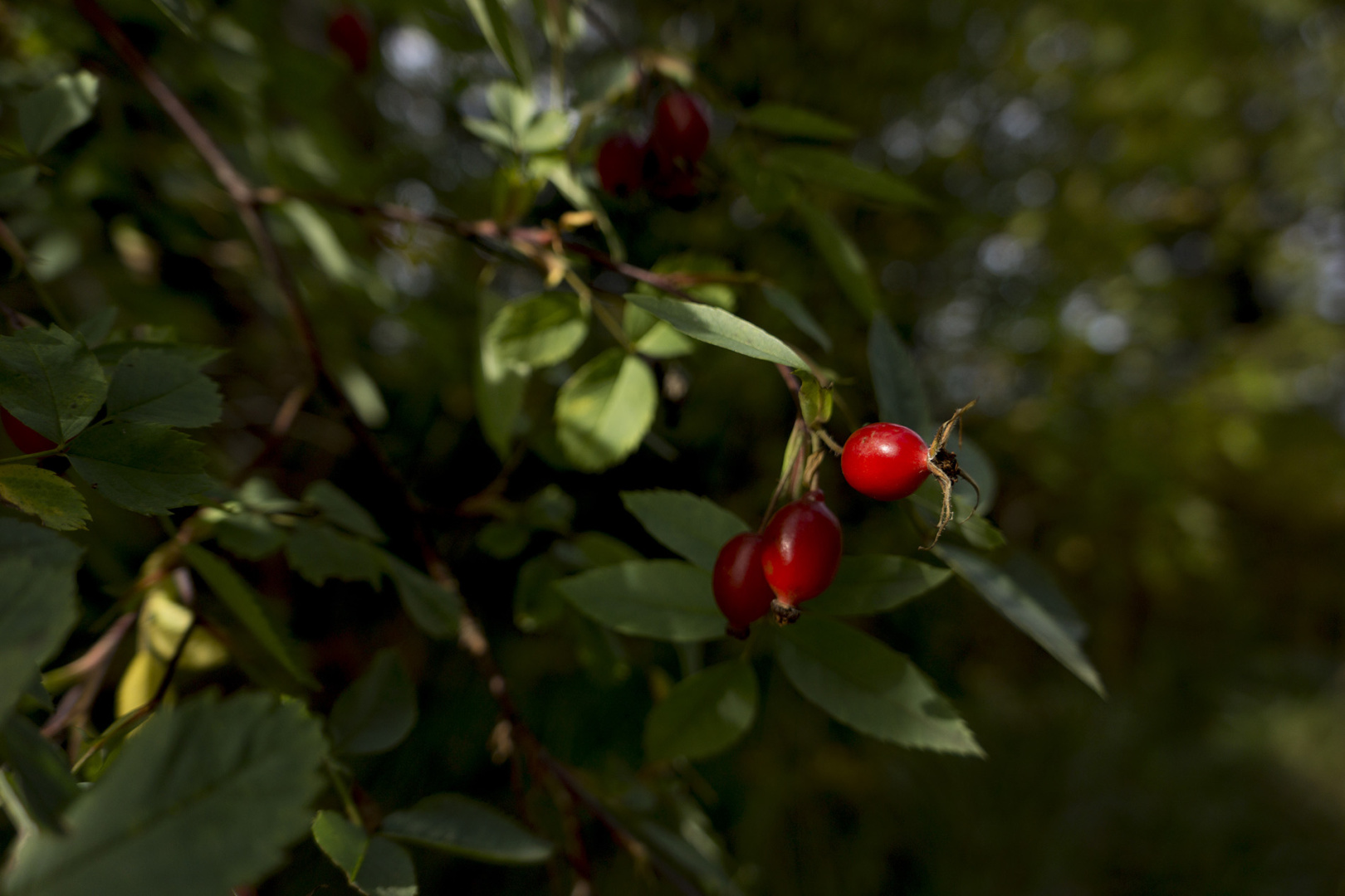 Rose Hip