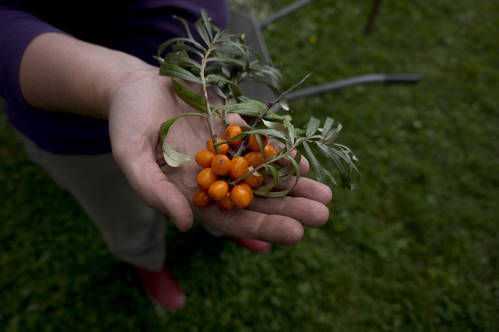 A handfull of buckthorns