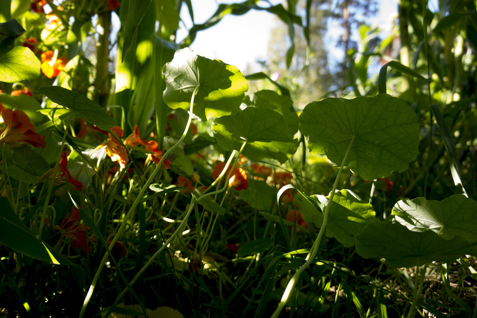 Common watercress