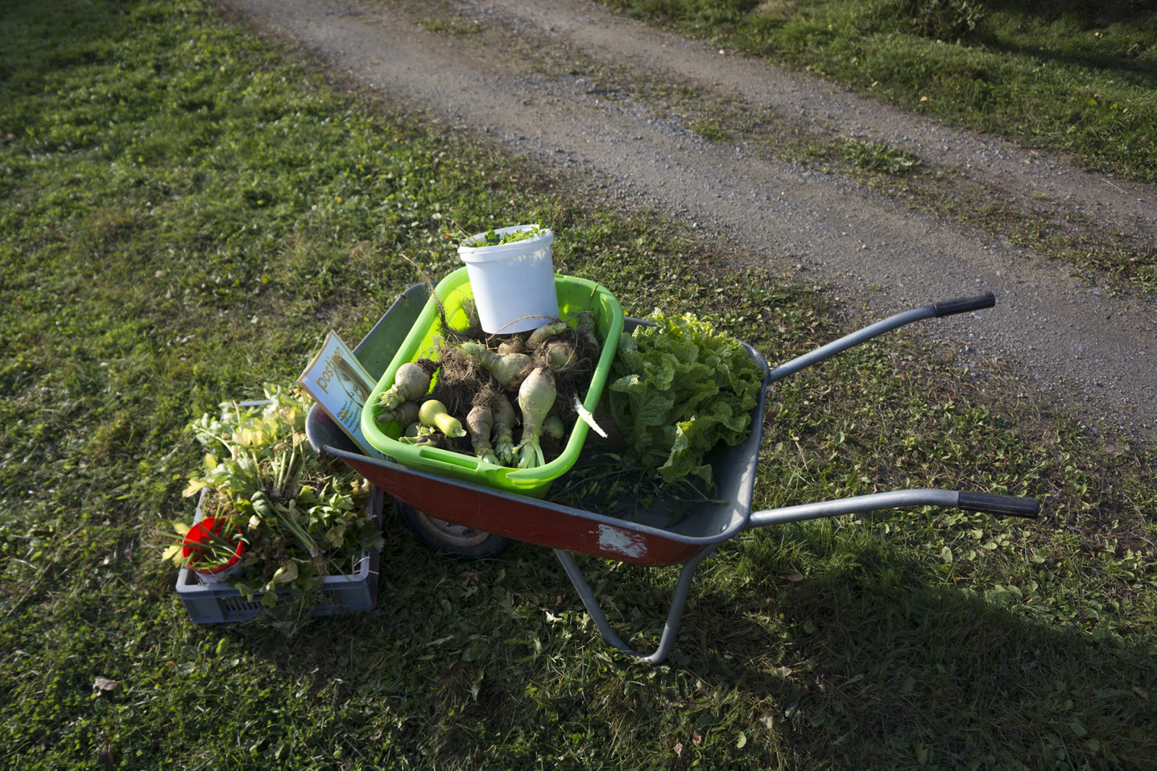 A barrow full of crops