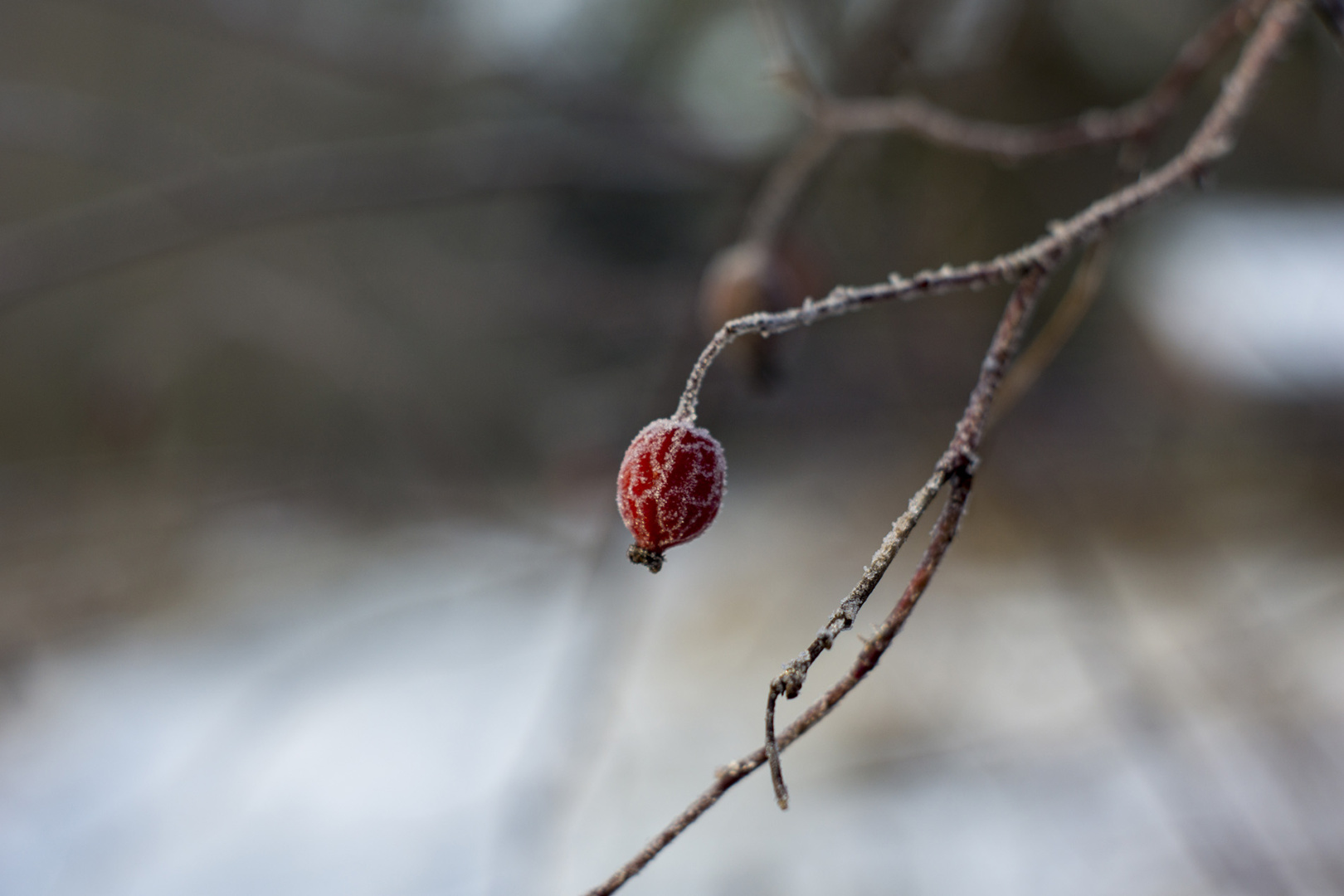 A winter hip