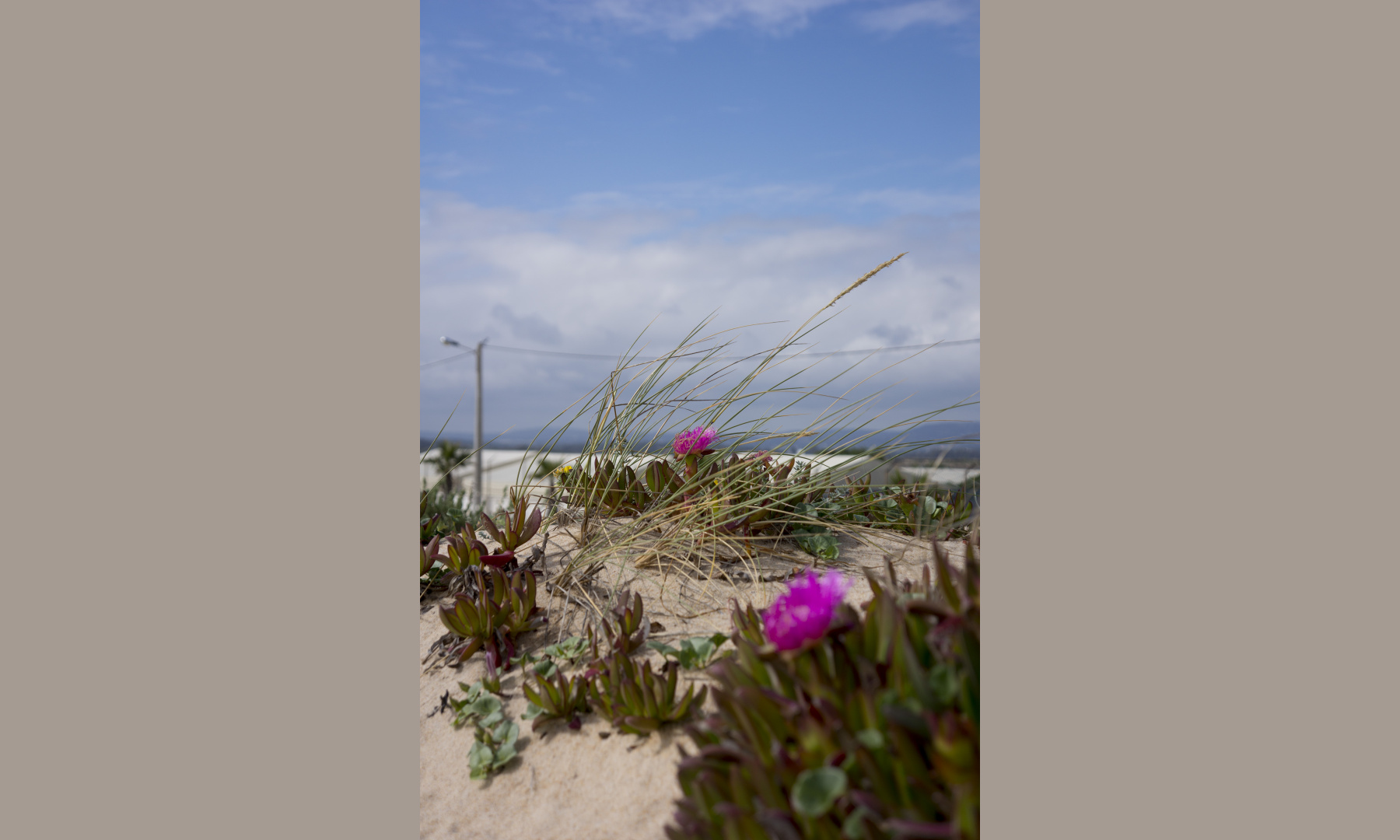 Flowers at the beach of Faro, Portugal