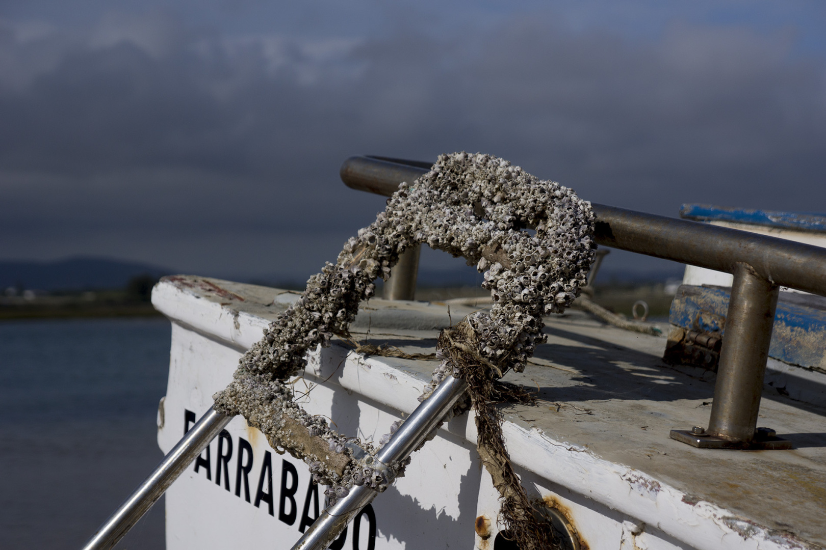 Close-up of corals on a boat