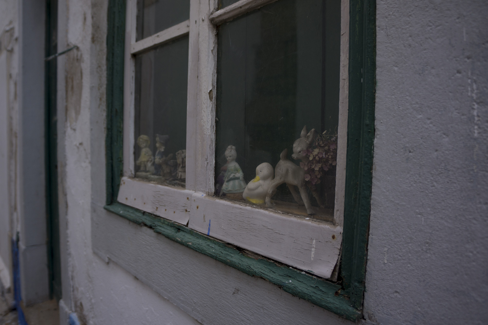 A white duck sitting in a window