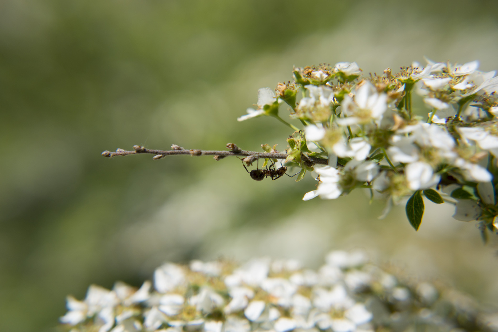 A ant sitting on a flower.