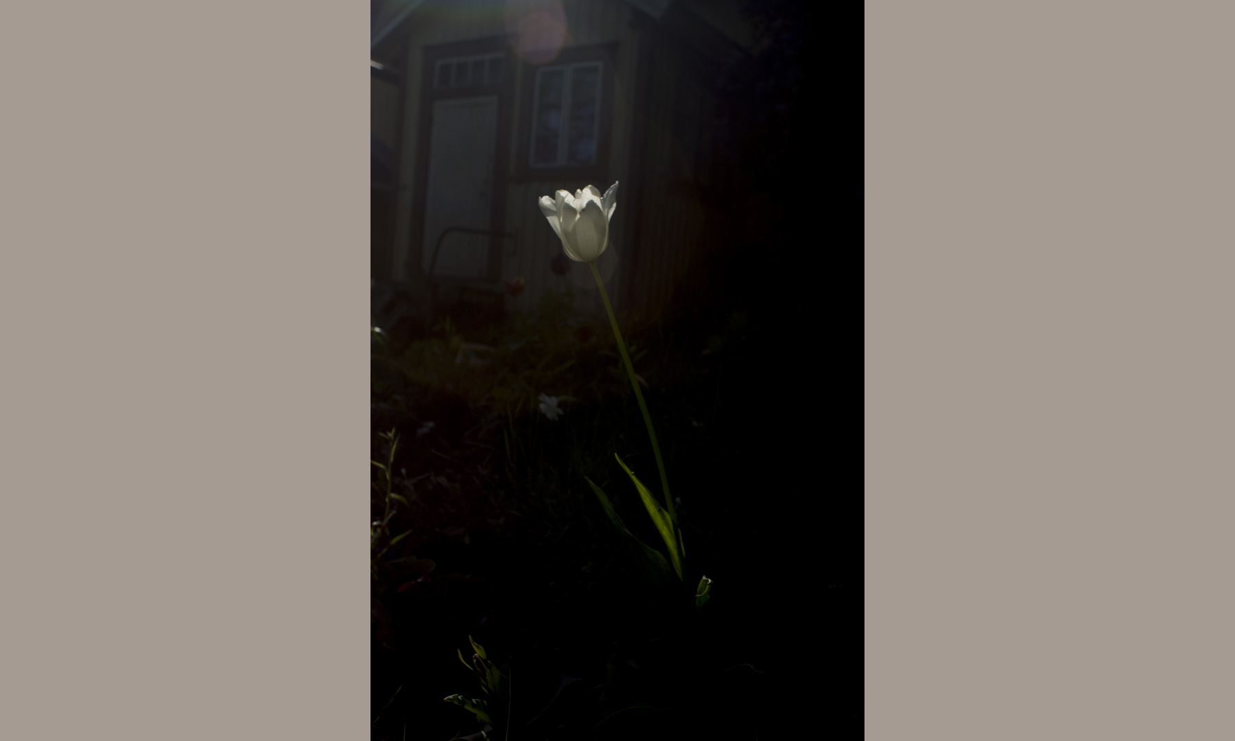 White tulip in sunshine