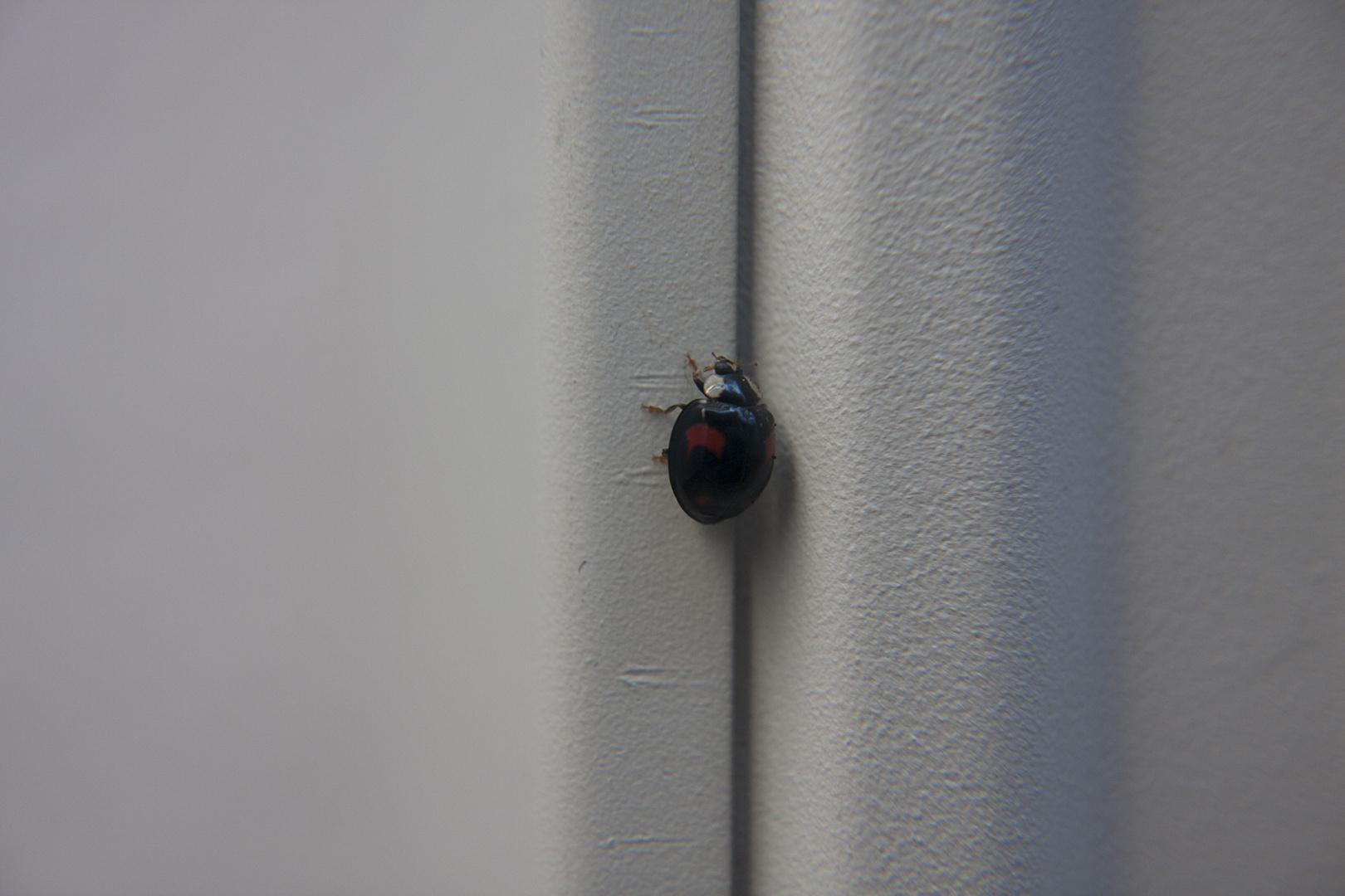 a small ladybird during a rainy day
