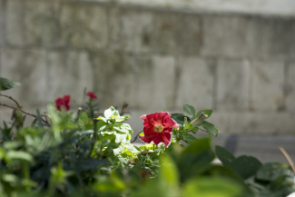 Flower in Setúbal