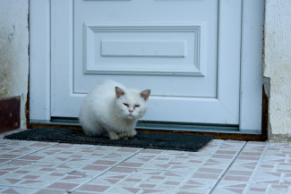 a white old cat sitting in front of a door