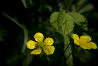 A yellow flower in front of green