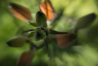 A close-up of a flower