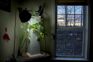 hydroponic plant by Aero USA hydroponic plant by Aero USA
