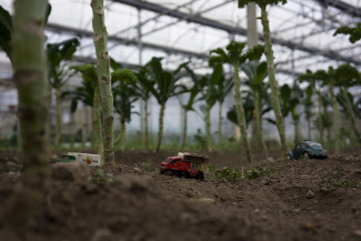 Kale plants at the greenhouse at Stone Barns, New York, USA Kale plants at the greenhouse at Stone Barns, New York, USA