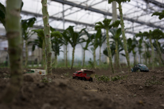 Kale plants at the greenhouse at Stone Barns, New York, USA