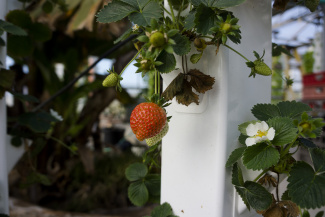 Strawberries grown in hydroponic