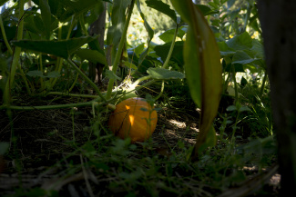 Pumpkin in the fields