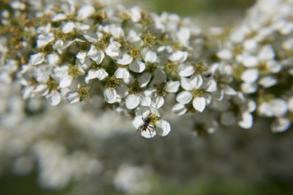 Detail photo of an ant sitting on a plant leave Detail photo of an ant sitting on a plant leave