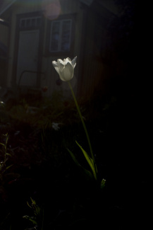 White tulip in sunshine