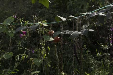 I like tomatoes, growing only for seeds