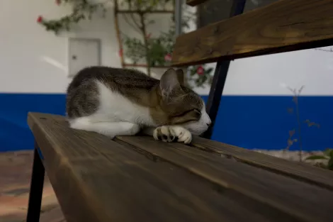 loci the cat sleeping on a bank in Tamera, Portugal