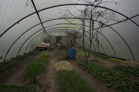 A poly tunnel at the ecovillage The Hollies