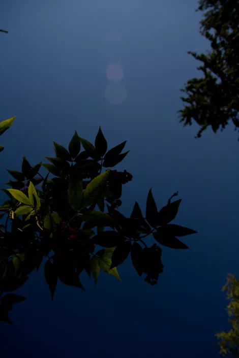 laying in the grass looking upwards