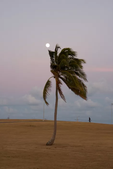 the moon right over a palm