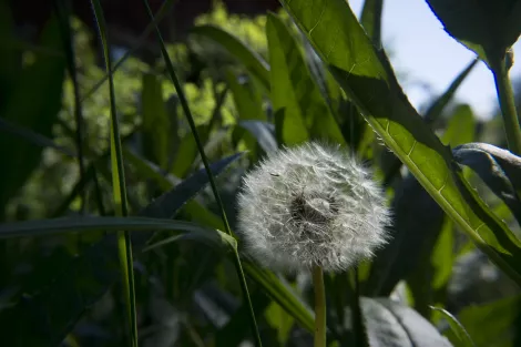 A dandelion ready to be blown away