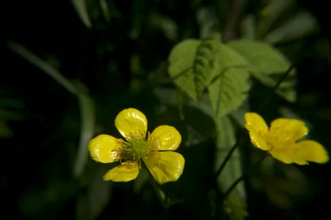 A yellow flower in front of green