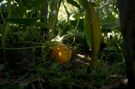 Pumpkin in the fields