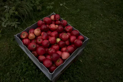 Apples in a crate