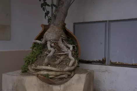 A trees roots grown outside the pot