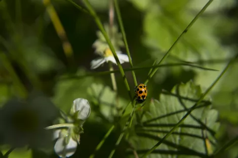 A ladybeetle at a flower