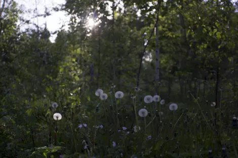 Field of dandelions in sunshine