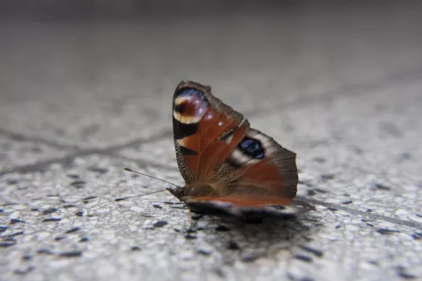 A butterfly that has reached its end of live