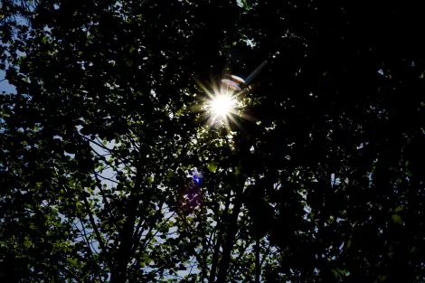 View through branches of a tree shading the sun